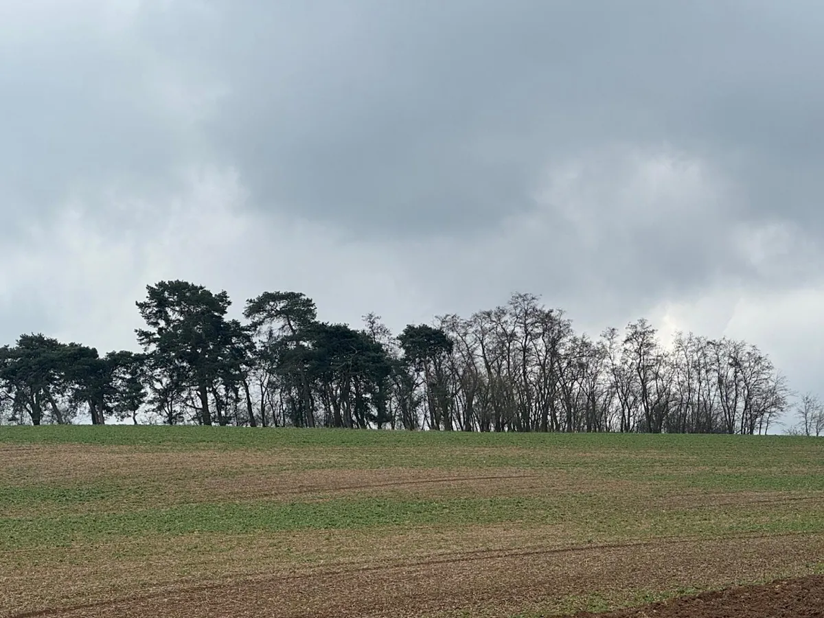 Prodej lesa 1690 m²